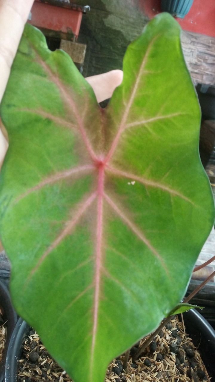 Keladi Red Spider Caladium Keladi Spider Merah