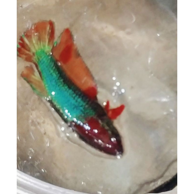 bahan Nemo gold female
