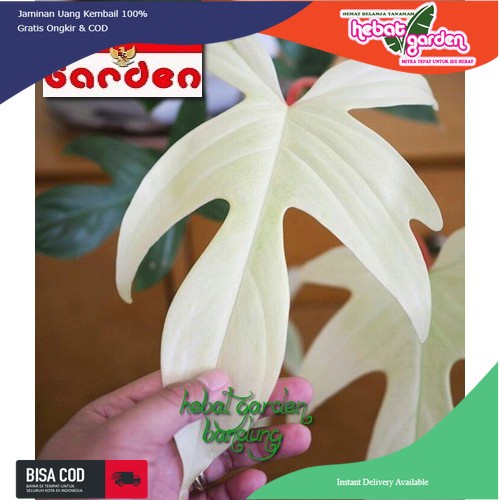 philodendron florida kuku bima- philodendron ghost varigata - philodendron jari