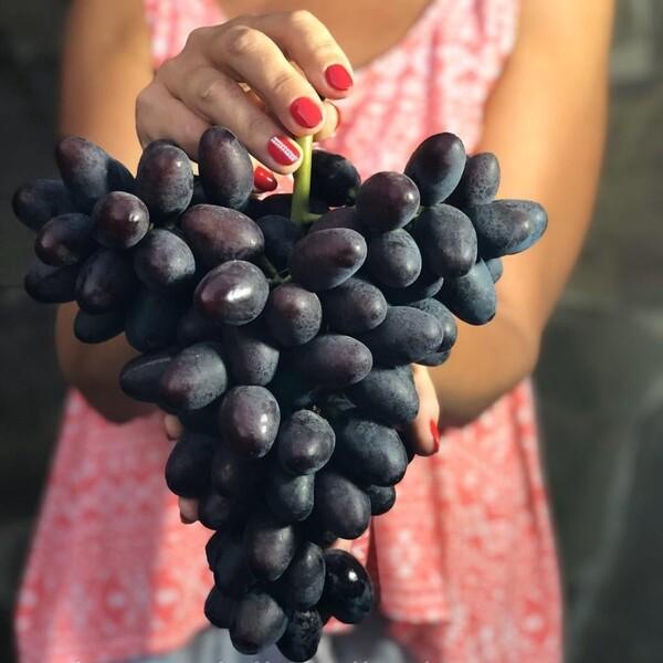 Bibit Anggur Hitam Merah Import Emir