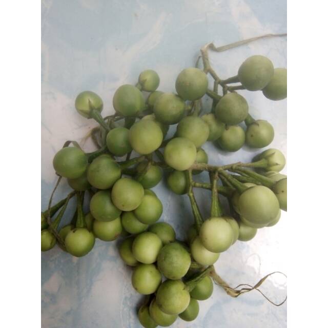 TAKOKAK / berpijak /terong pipit