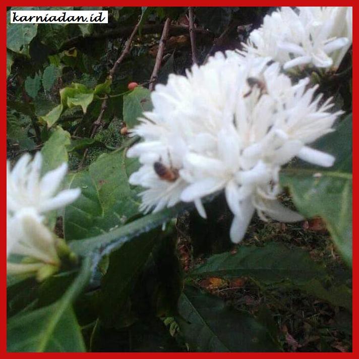 

MADU-MINUMAN- MADU NEKTAR BUNGA KOPI 1KG -ASLI-BUKAN-KAWE-KAWE-