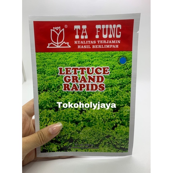 Benih selada keriting GRAND RAPIDS TAFUNG 10 gram slada hijau kribo ta fung 10gr grand rapid selada 