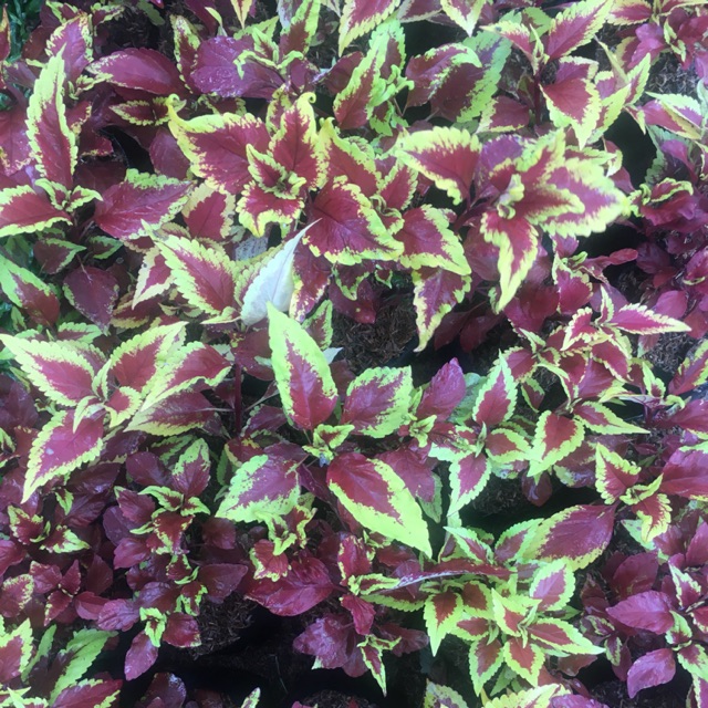 bibit tanaman bunga hias miana iler coleus bent