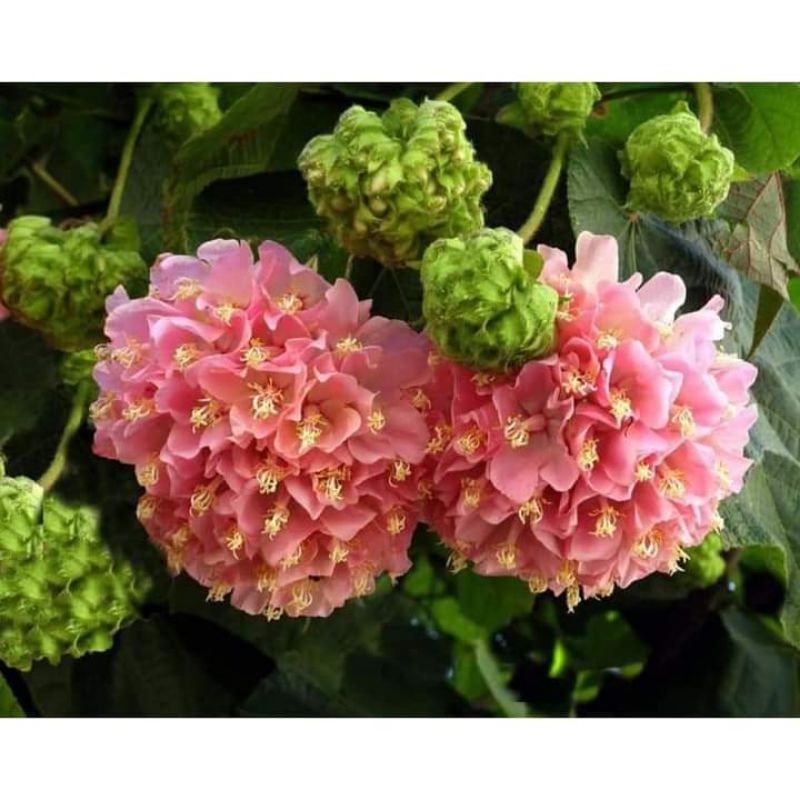 dombeya ceyeuxy vegetasi lebah pakan klanceng