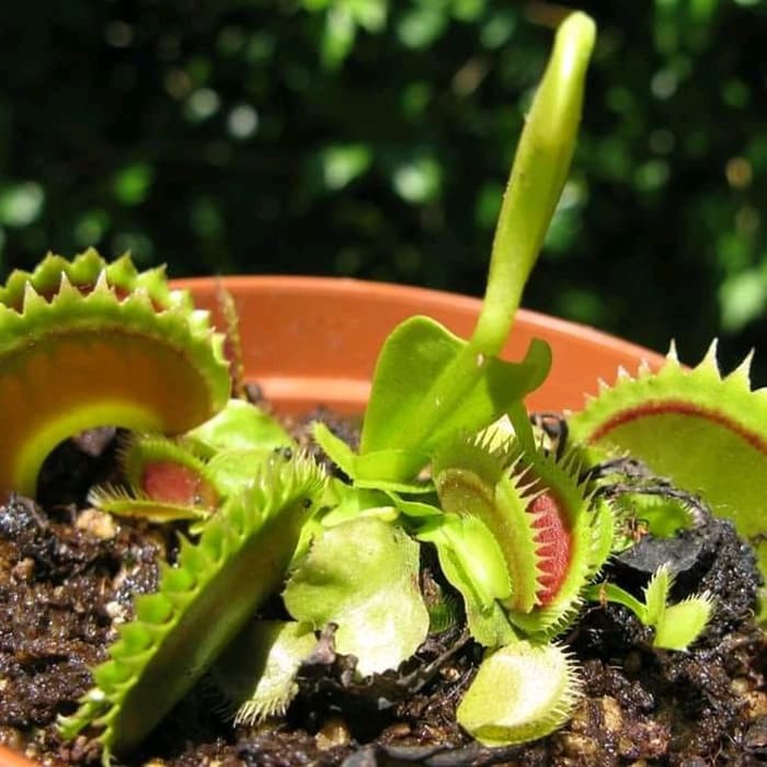 Tanaman Karnivora Venus Flytrap Dracula
