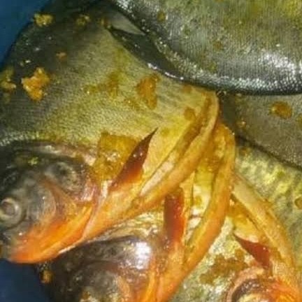 ikan bawal ungkep 500gr tinggal goreng