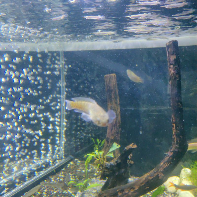 Channa Maru Yellow Sentarum ys RED EYE 9-10 cm