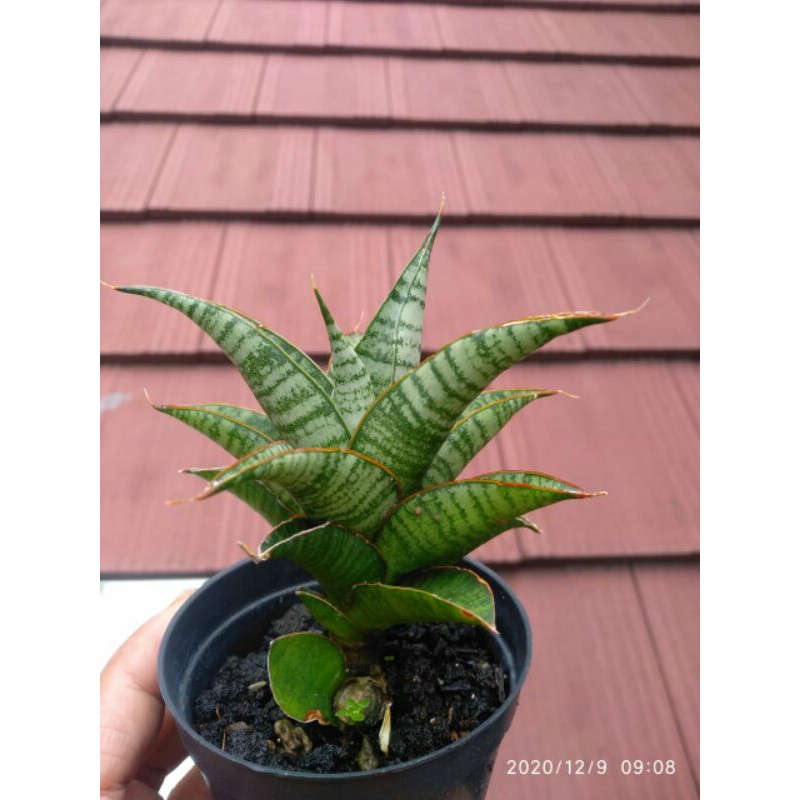Tanaman hias mini sansevieria / sansivera hybrid (cordova x ballyi) x ed eby (rare item)