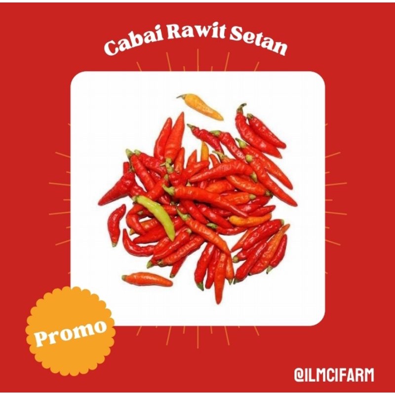 

Promo Cabai Rawit Setan - Pedas Berkualitas