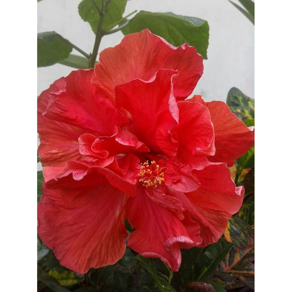 Bunga Hibiscus / Kembang Sepatu Merah Tumpuk Bunga Besar