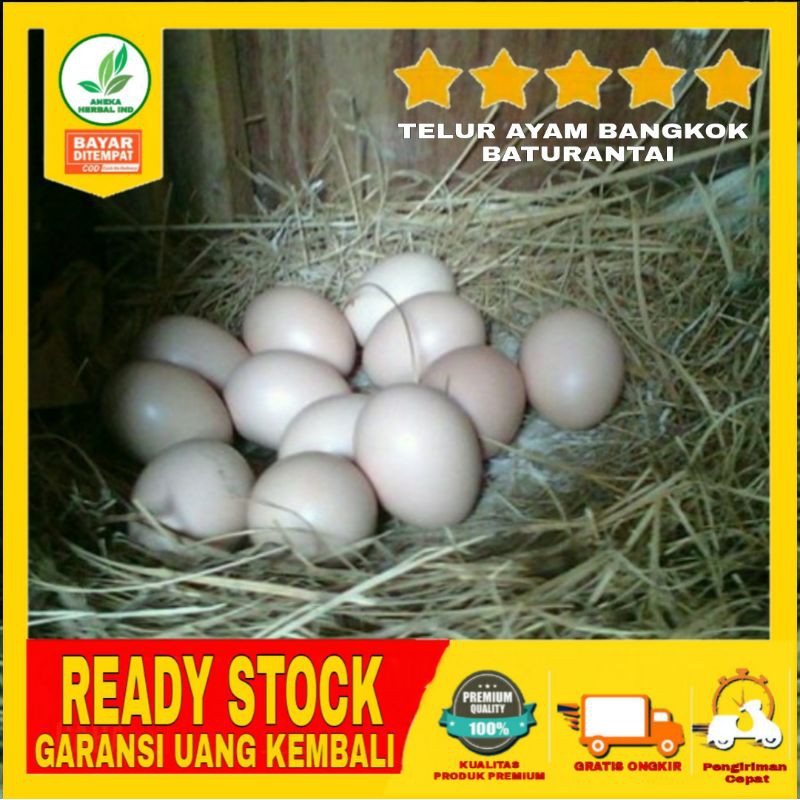 

TELUR AYAM BANGKOK ASLI - TELUR AYAM FERTIL - BATURANTAI