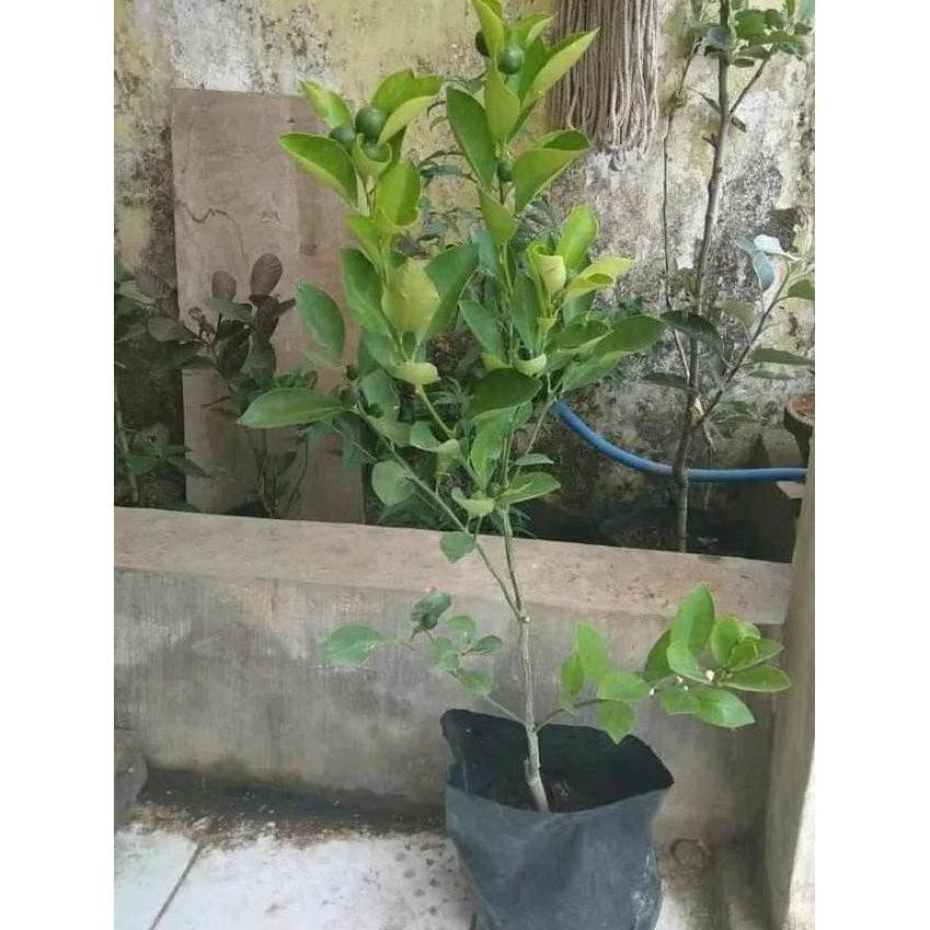 C@R Tanaman Buah Bibit Jeruk Santang Madu Tinggi 100 Cm (Bibit Bagus ) Premium