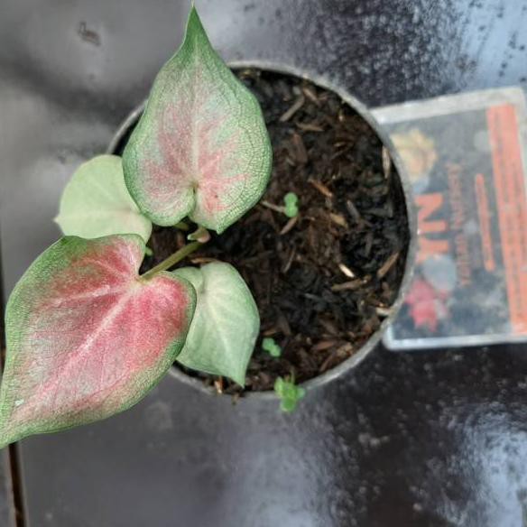 Keluaran Terbaru Caladium Ramla Pink Shopee Indonesia