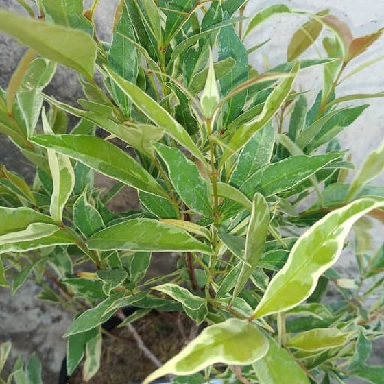 Bunga pucuk merah varigata