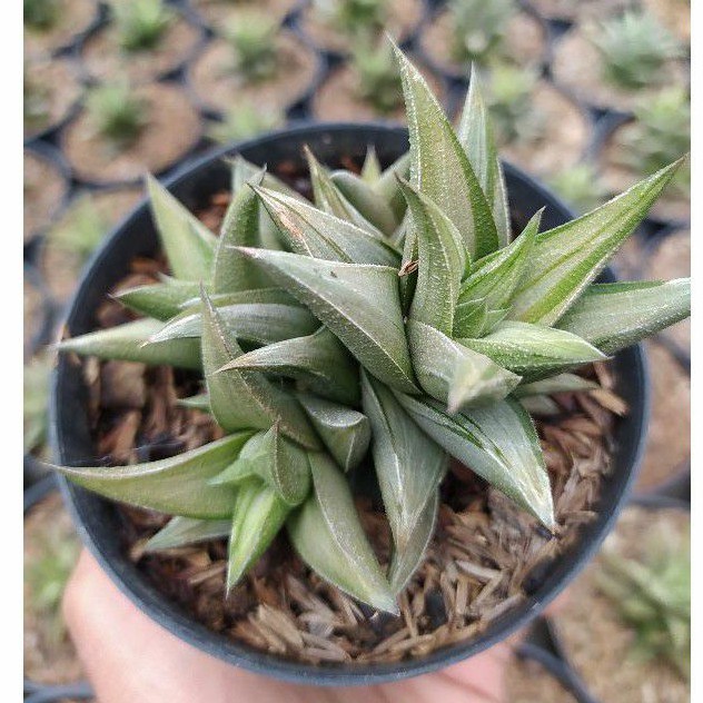 Haworthia glabrata