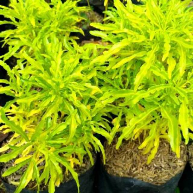 Tanaman hias brokoli kuning -pohon brokoli - brokoli kuning