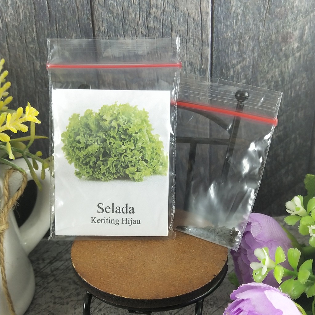 50 Seeds - Selada Keriting Hijau Biji Bibit Benih Known You - SR0057