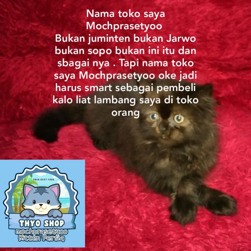 Kucing Persia black torty jantan / kucing anggora / kucing Jakarta / kucing Persia jakarta