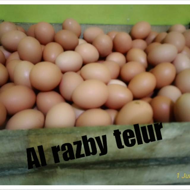 

Telur coklat