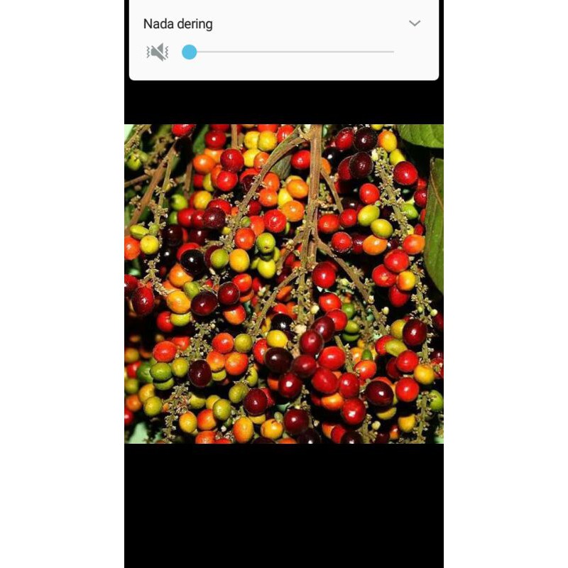 

buah klayu