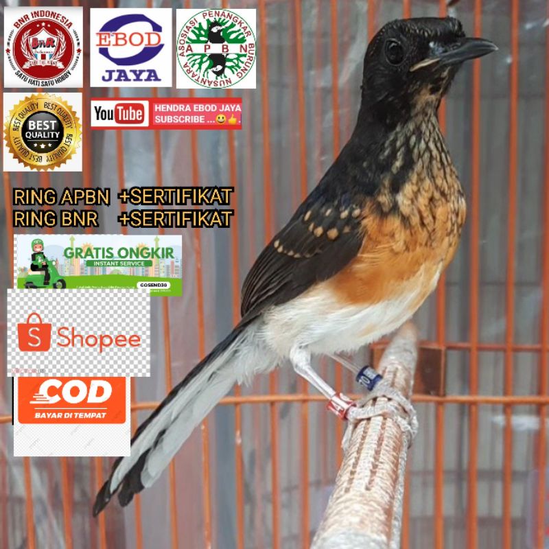 TROTOL MURAI BAHOROK BODY XXL RING APBN-BNR DAN SANGKAR KOTAK