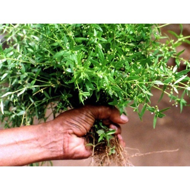 

Rumput Mutiara Daun Siku-Siku Bunga Telor Belungkas Hedyotis corymbosa