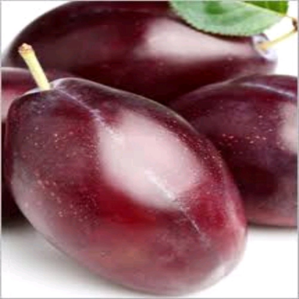 

1 Biji Biji Buah Sugar plum Import | SULTANFARMER1654