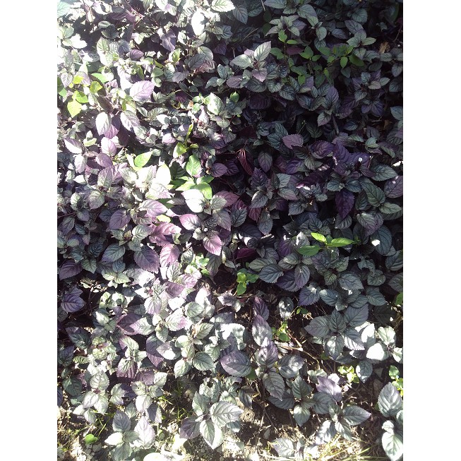 

Daun Sambang Getih~Daun Reundeu Beureum~Hemigraphis colorata ~binalu api ~Kg