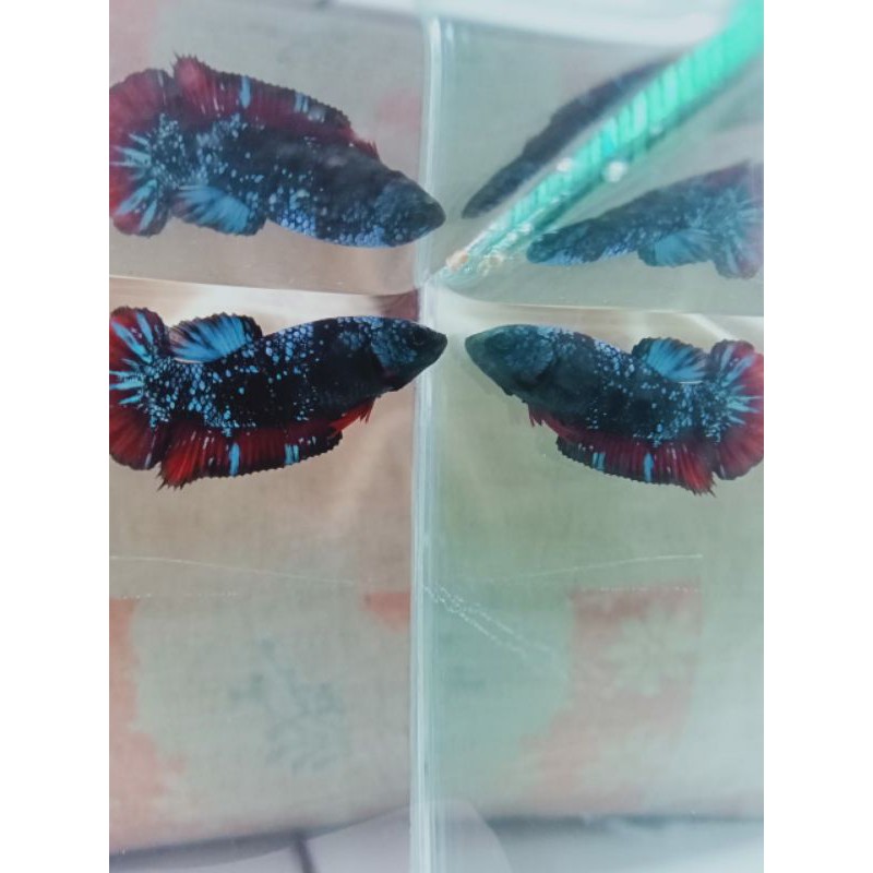 ikan cupang bahan avatar