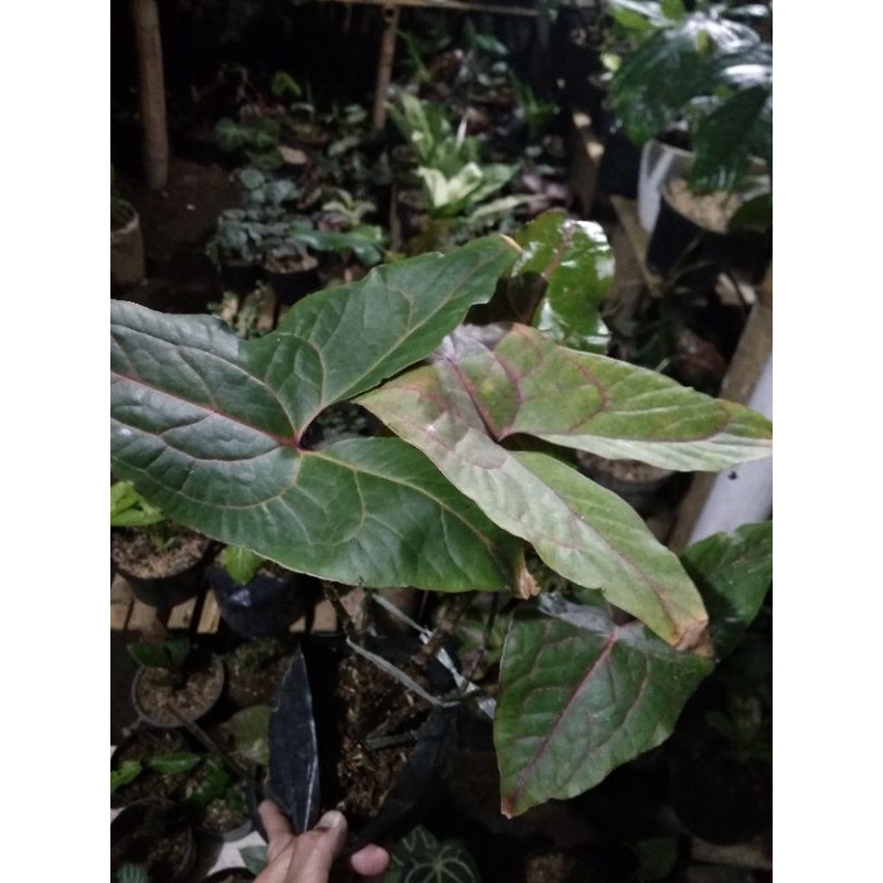 ALOKASIA JONSONY BLACK JACK