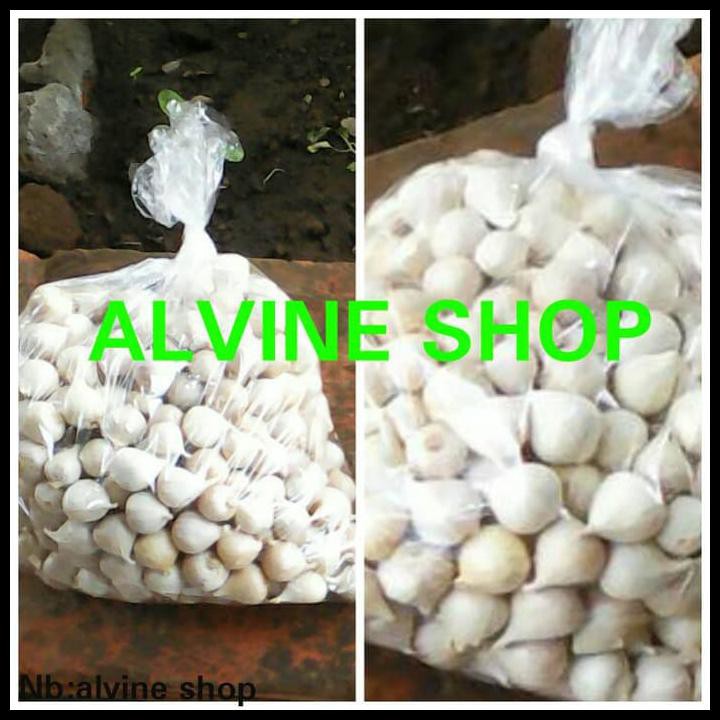 

SUPER AMPUH BAWANG PUTIH TUNGGAL/BAWANG LANANG