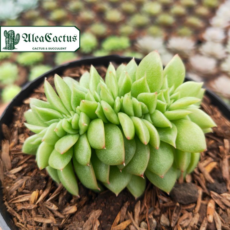 echeveria agavoides gilva cristata