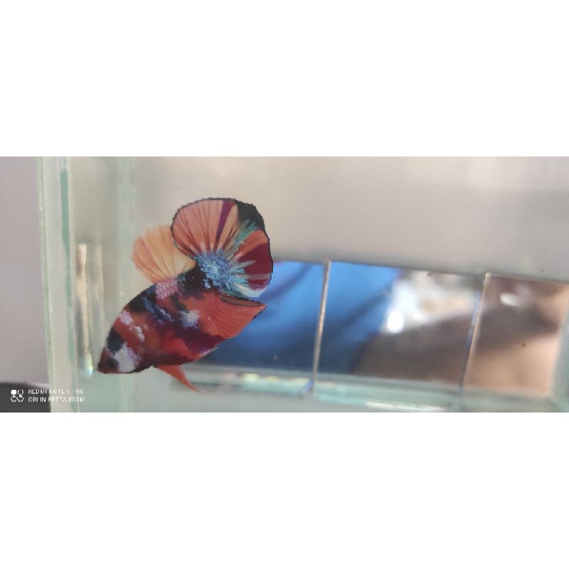 ikan cupang hmpk nemo dan candy