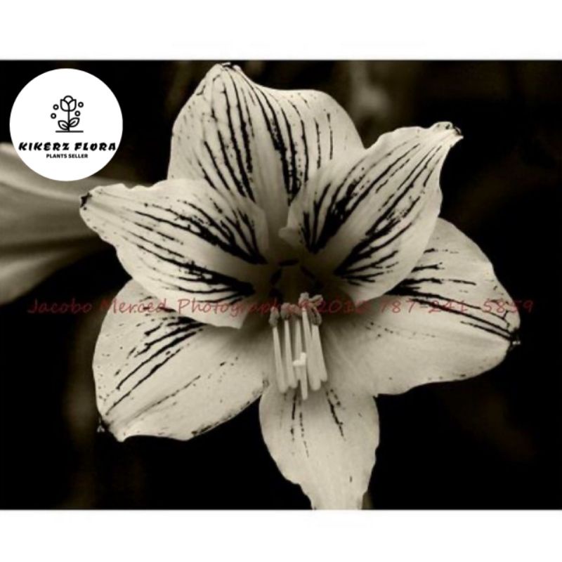 TANAMAN HIAS ADENIUM KAMBOJA JEPANG BUNGA TUMPUK// BALCK WHITE