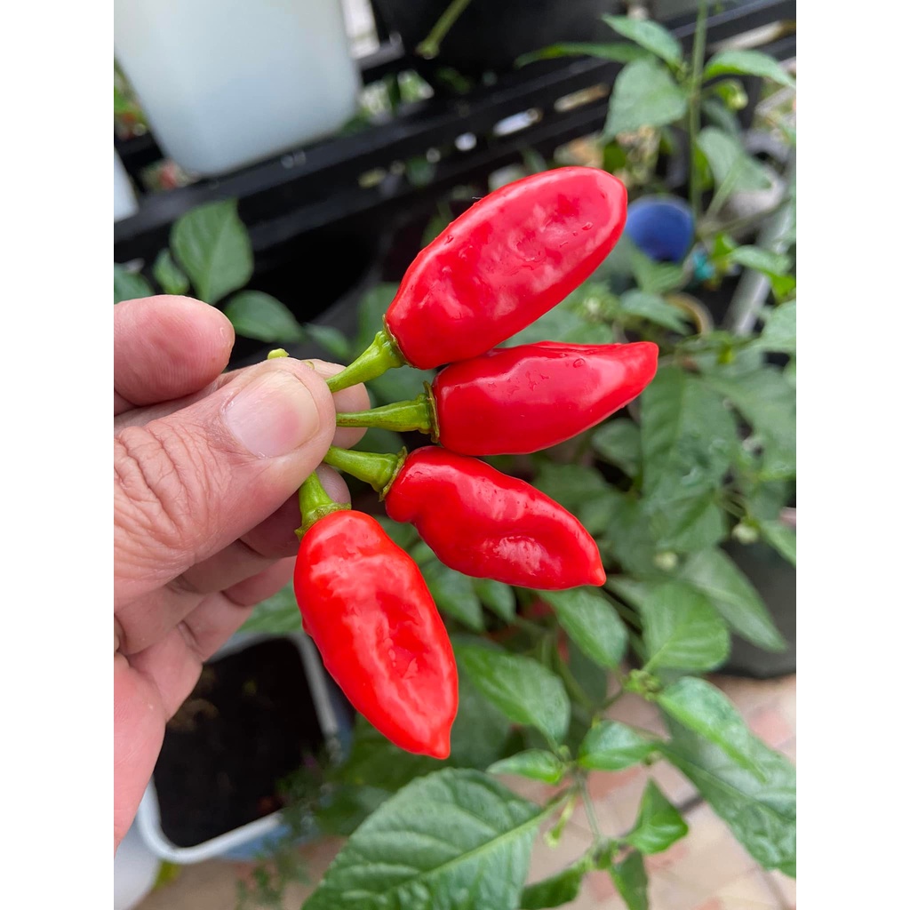 Benih Bibit Biji - Cabai Datil Red Cabe Pepper Seeds