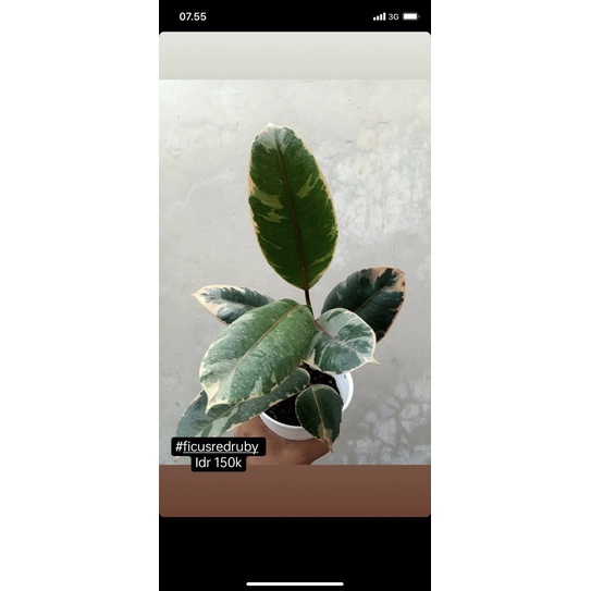 Ficus Red Ruby