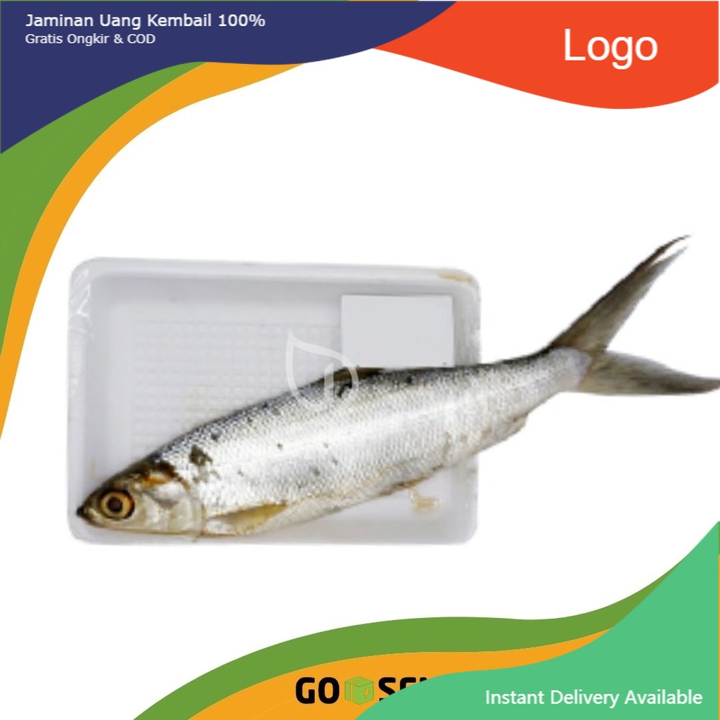 

IKAN BANDENG PER EKOR -