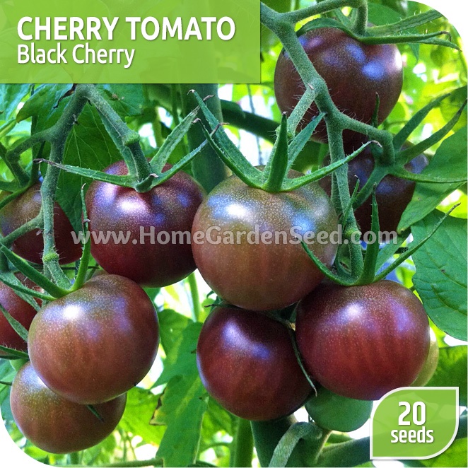 Benih Bibit Tomat Black Cherry