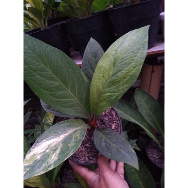 Anthurium jemani cobra varigata