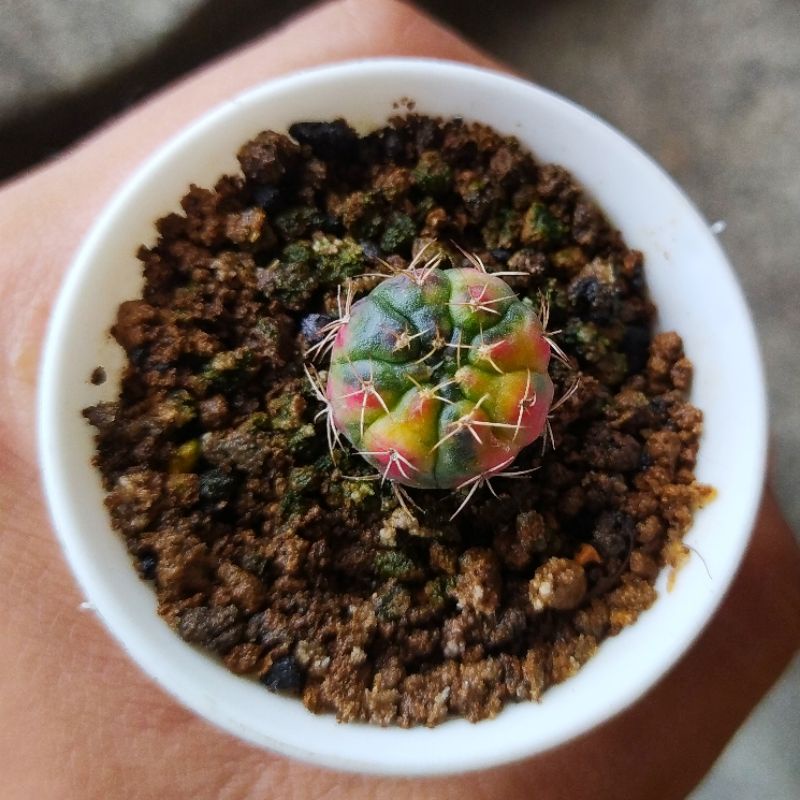 gymno damsi variegata/gymno damsi/gymnocalycium