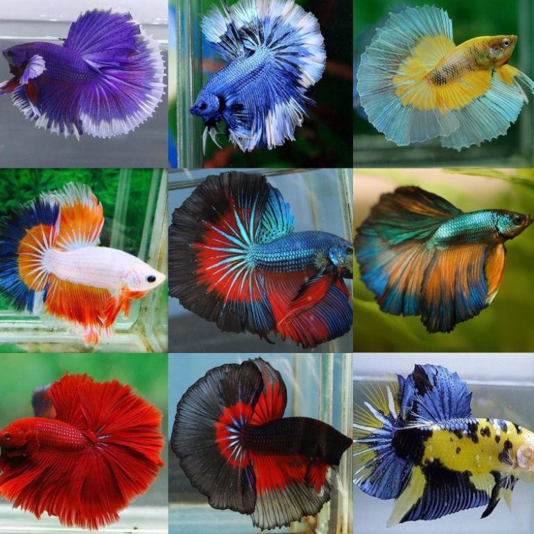 PREMIUM Sepasang ikan cupang