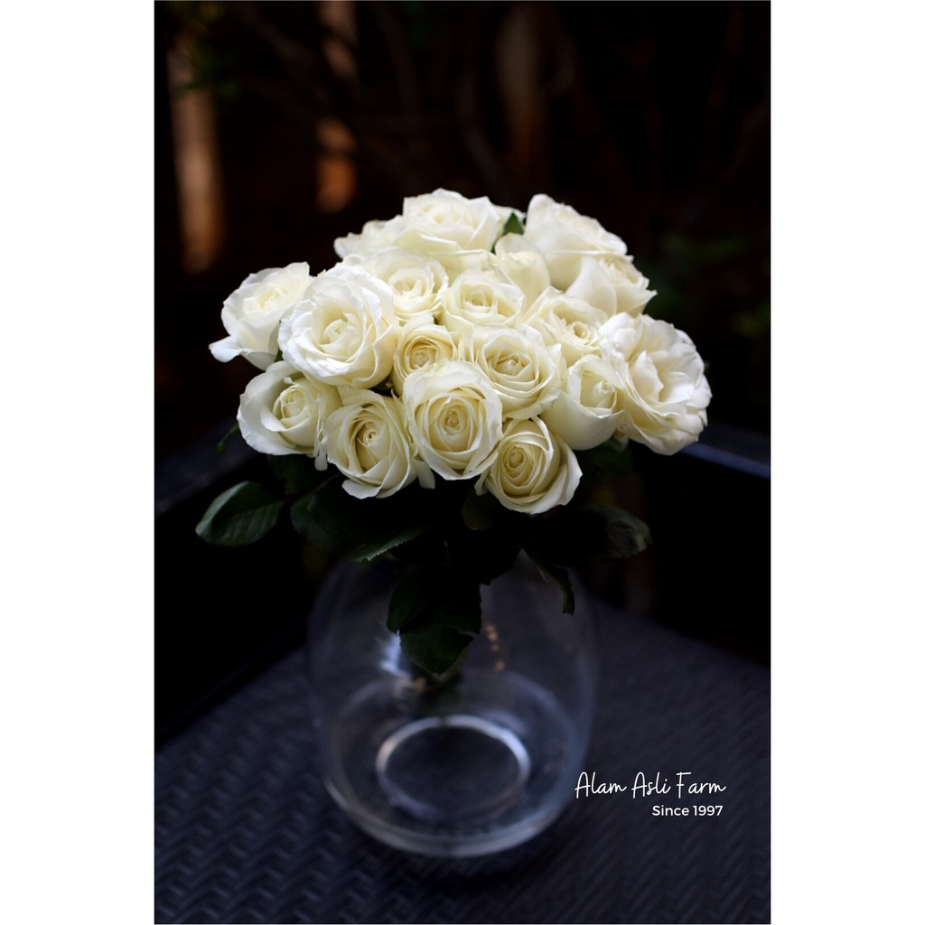 Avalanche Roses 20 stems, Bunga Mawar Putih 20 Potong Segar Semi Holland