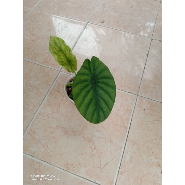 alocasia clypeolata(tengkorak hijau)