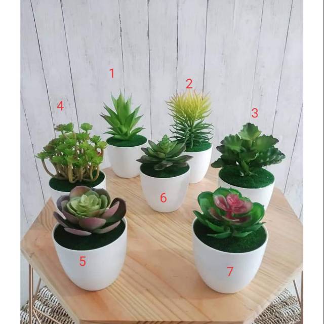 Kaktus Sukulen Jumbo