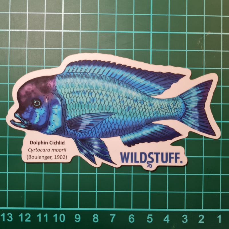 

STICKER CYRTOCARA MOORI DOLPHIN CICHLID