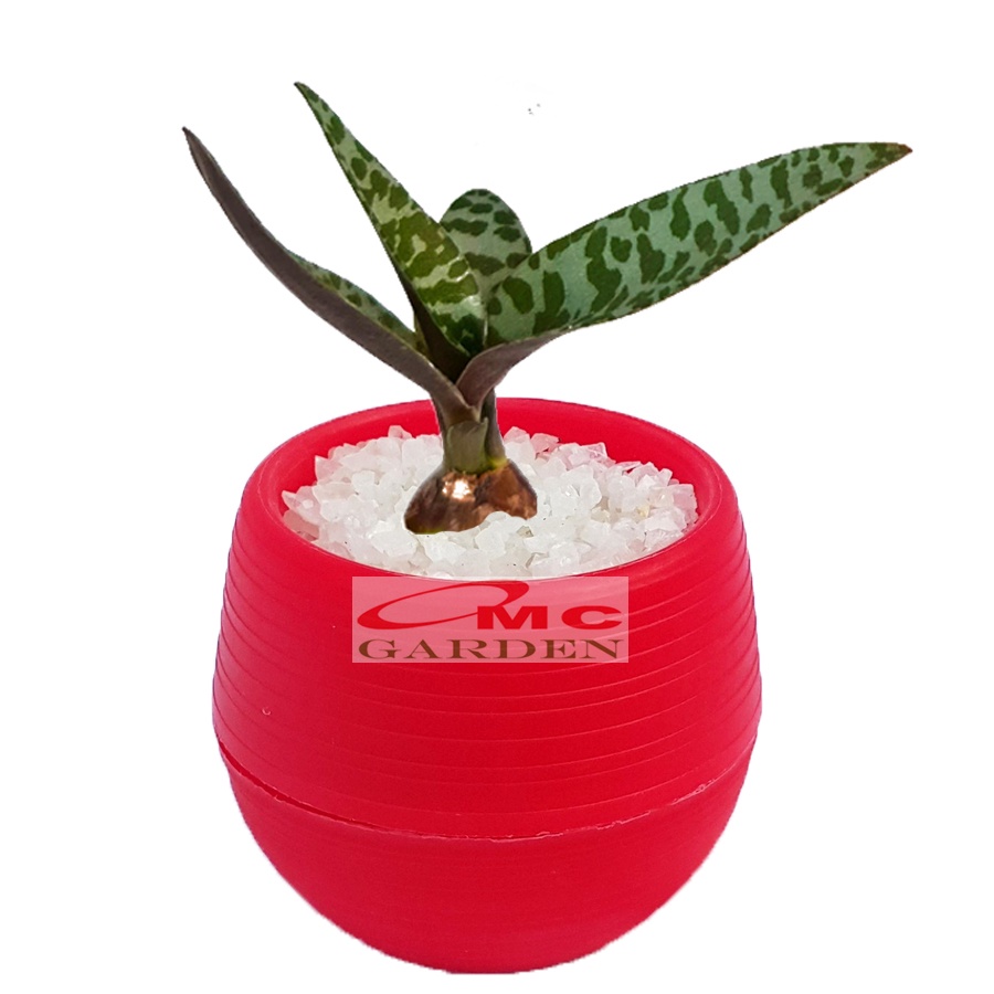 Tanaman Hias Sukulen Sekulen Mini Succulent Kaktus plus Pot Bola Warna SKLN-016-020