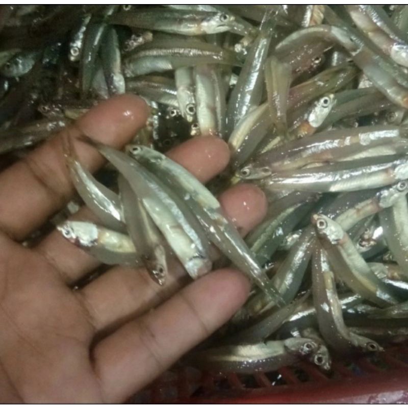 

ikan teri fresh 1kg