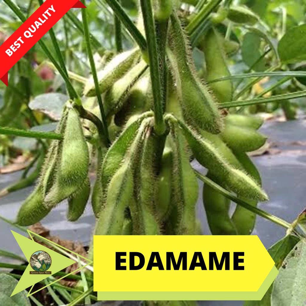 Benih Edamame Super Kacang Jepang Kualitas Benih Terbaik