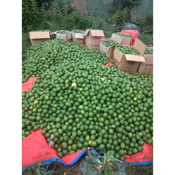 

Lemon California 1 buah